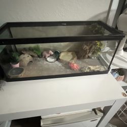 20 Gallons Reptile Tank (NEED GONE ASAP!!)