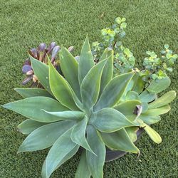 AGAVE And succulents 