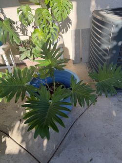 Large Healthy Philodendron Selloum
