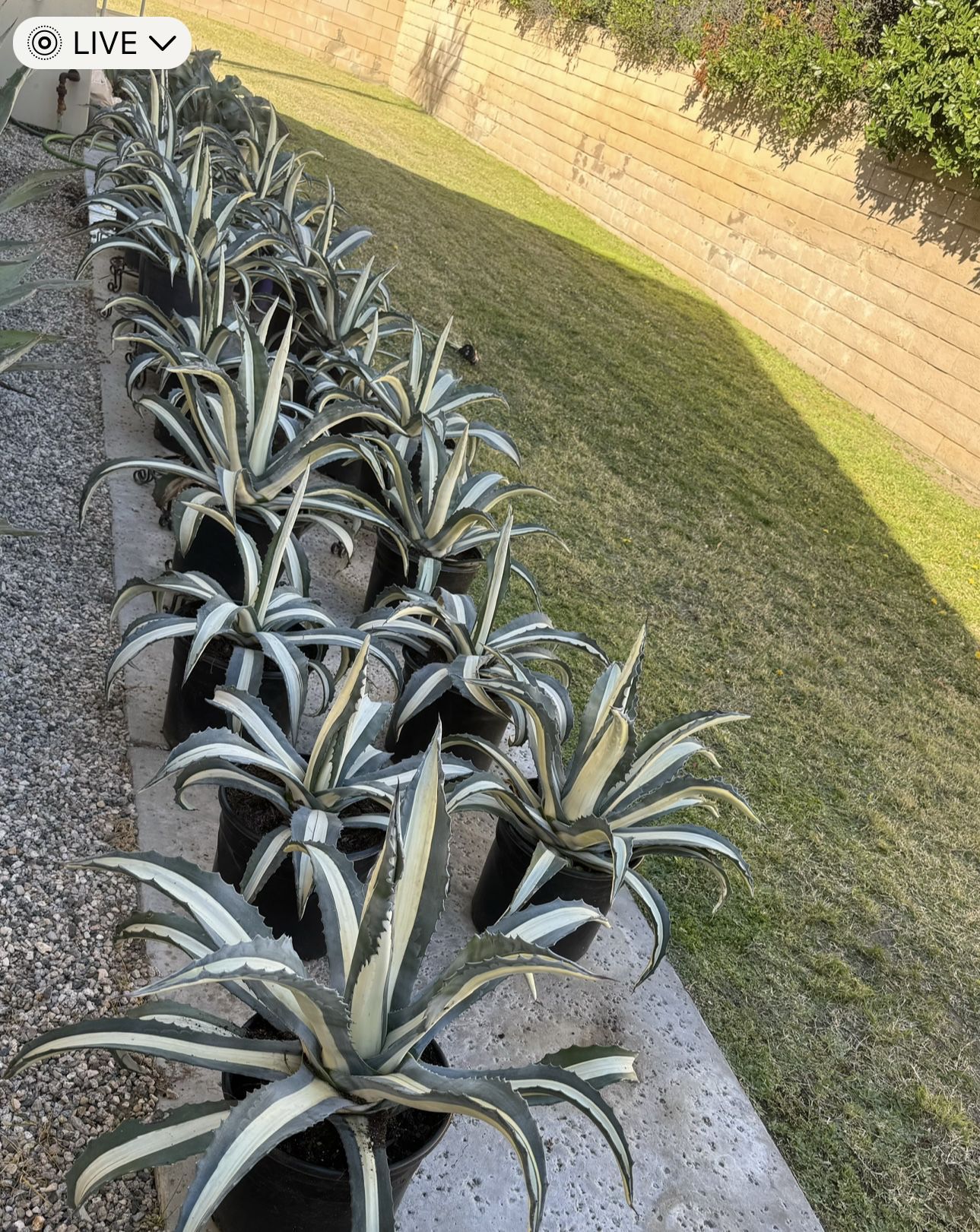 White Stripe Century Plant - Agave Americana 'Mediopicta Alba'