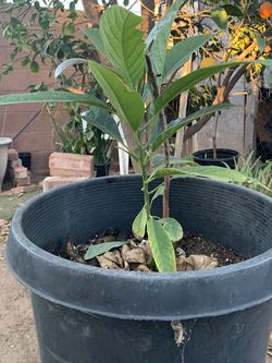 Avocado Tree