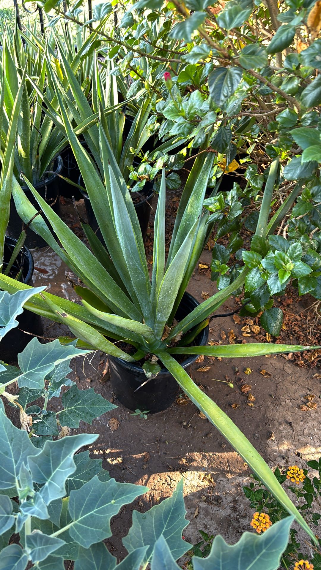 Agaves Different Types $50 Each,New Products : American Fashion Style Bags On Sale