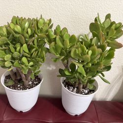 🌿Lucky Jade Or Gud Luck Plant ♥️