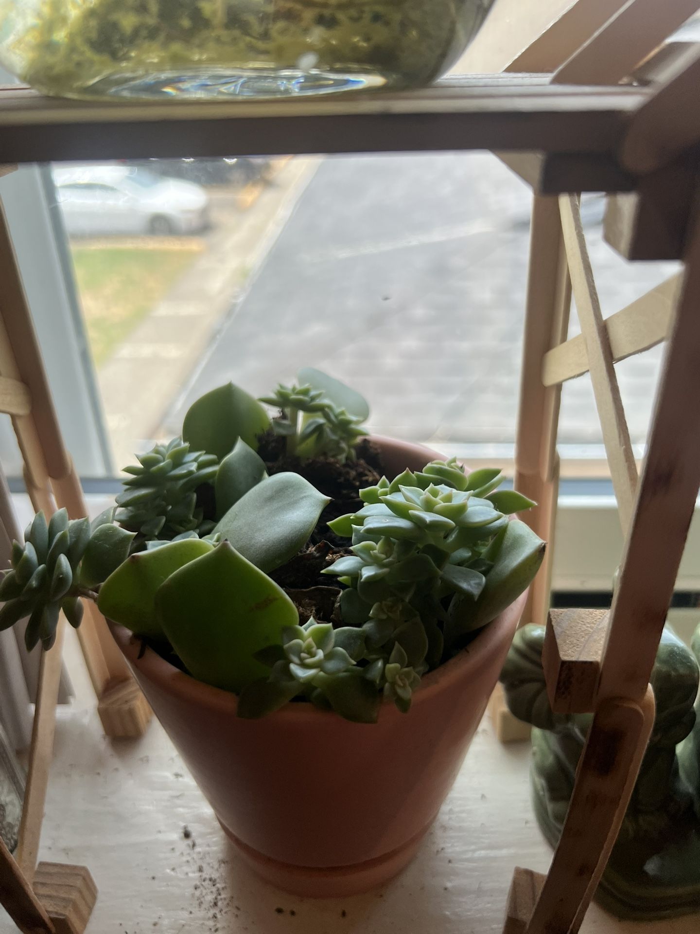 All Of The Plants For 35$