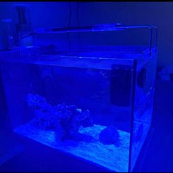 Saltwater Reef Tank 