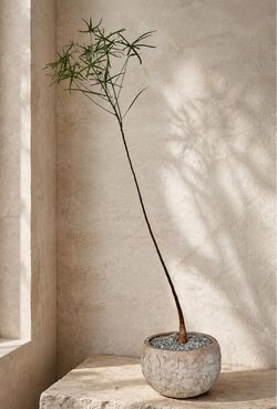 ~ 40” Tall Queensland Bottle Tree/ Brachychiton Rupestris (Planter Included) #DE4 ‘Local LA Seller’