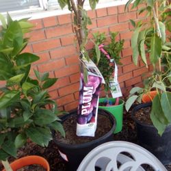 FRUIT TREES ETC