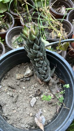 Beautify  plant