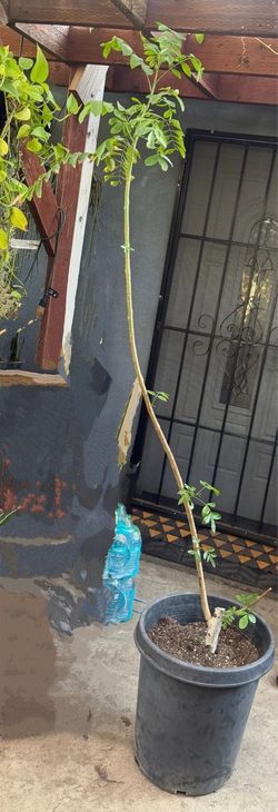 Jocote corona tree