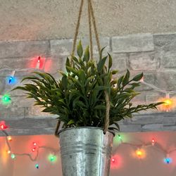 Hanging Plant 