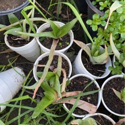 Aloe Plant Size Small $4 Each