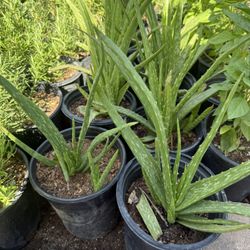 Aloe Evera Plans Or Savila Plans In One Gallon $10 Each 