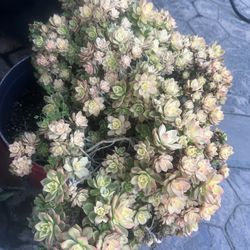 Succulents Plant 🪴 