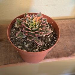 Succulent Sweet Tea 