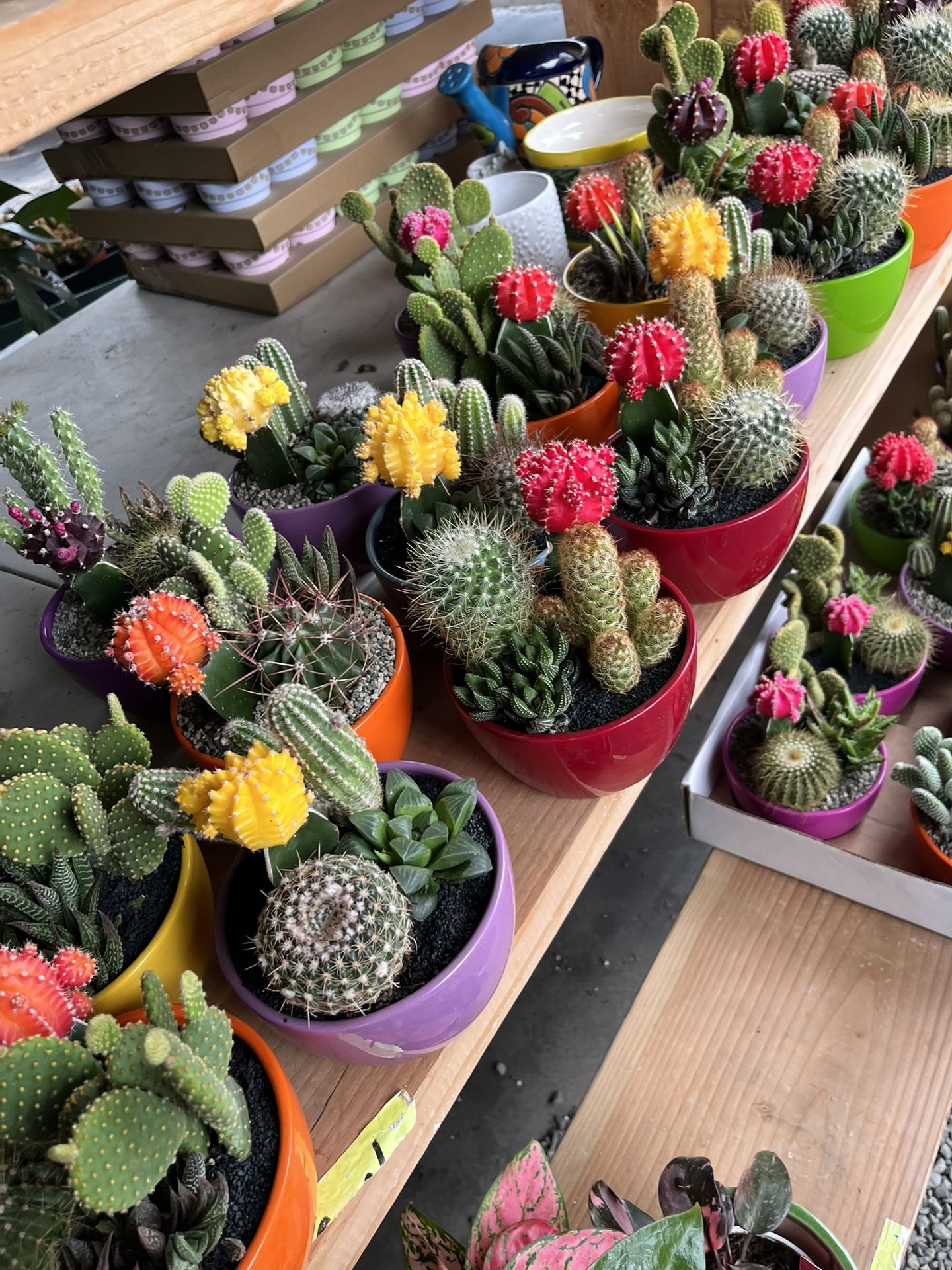 6” Ceramic Pots With Cactus Perfect Gift For Any Occasion $15 Each
