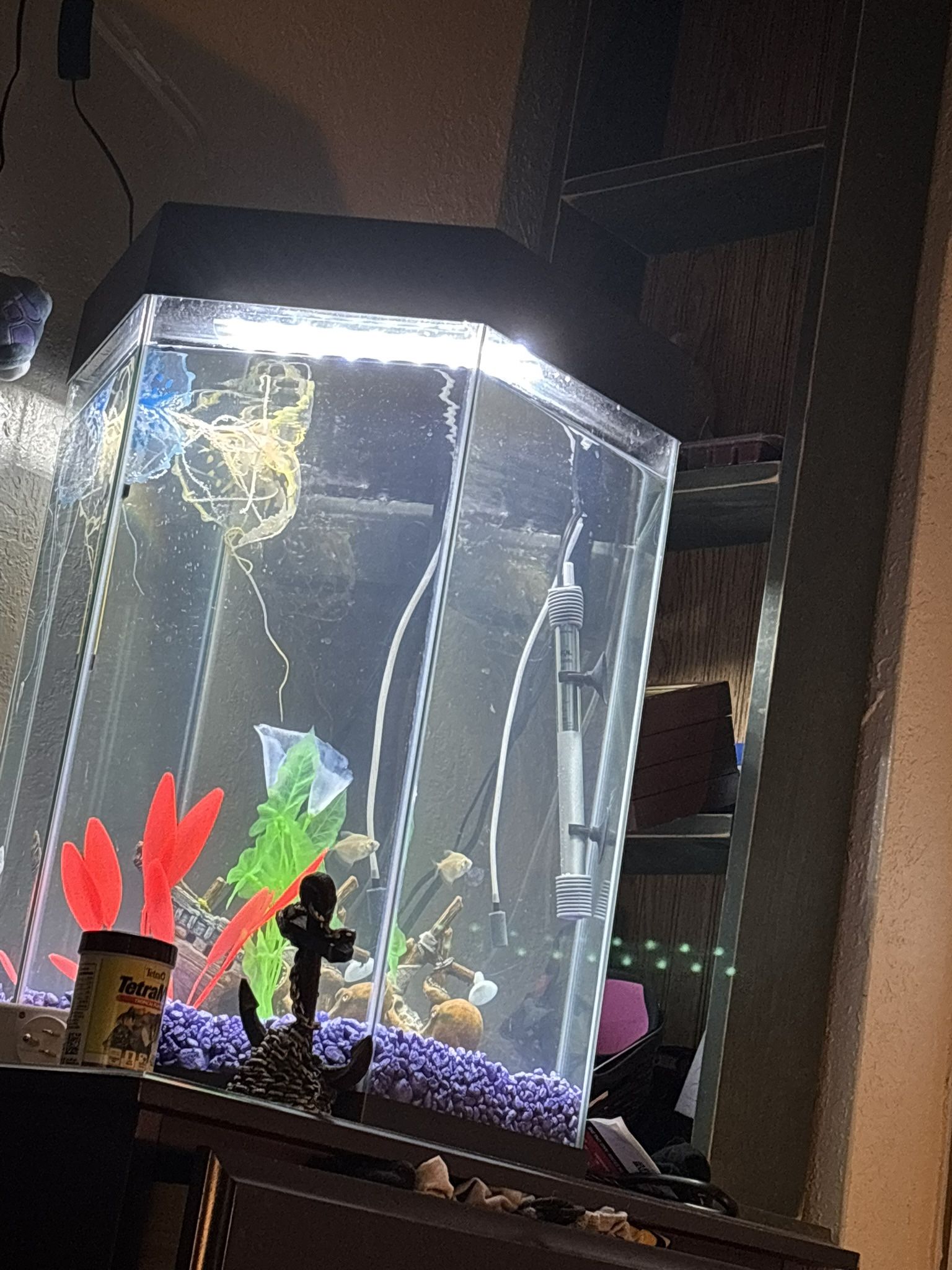 Fish Tank With Fish