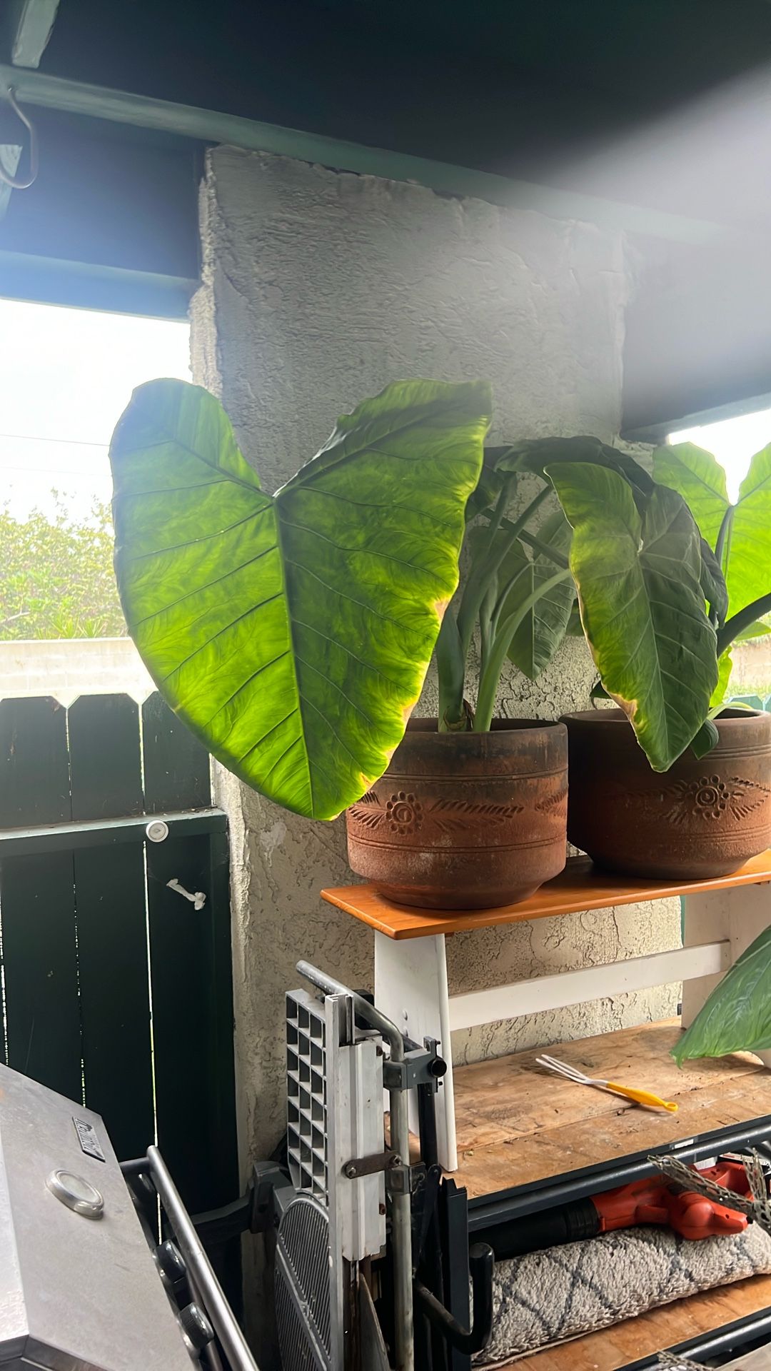 Large Elephant Ear Plant W/ Terra Cotta Pot