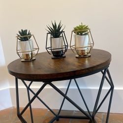 Set of 3 succulents with holder