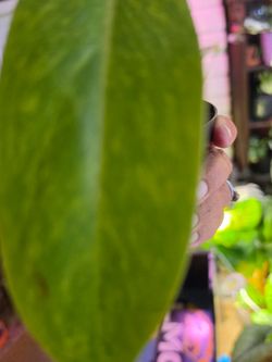 Philodendron Painted Lady
