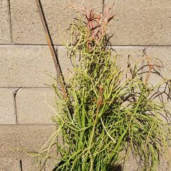 Pencil Cactus/Succulent Plant/Fire Stick 