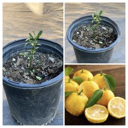Yuzu Citrus Live Fruit Tree in 1 Gallon Pot  Cash only  Pick up in North San Jose, By appointment only  Location: located close to Shell gas station 1