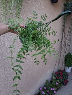 Hoya Bella Plant $35