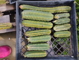 San Pedro And Colom Cactus