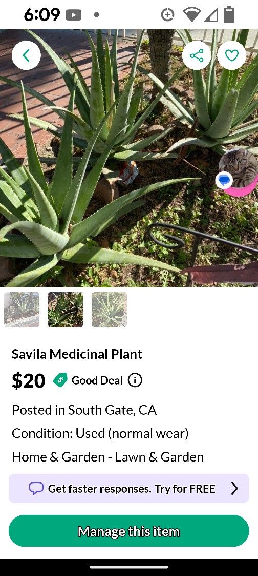 Plantar De Savilamiy Buena Medicinal