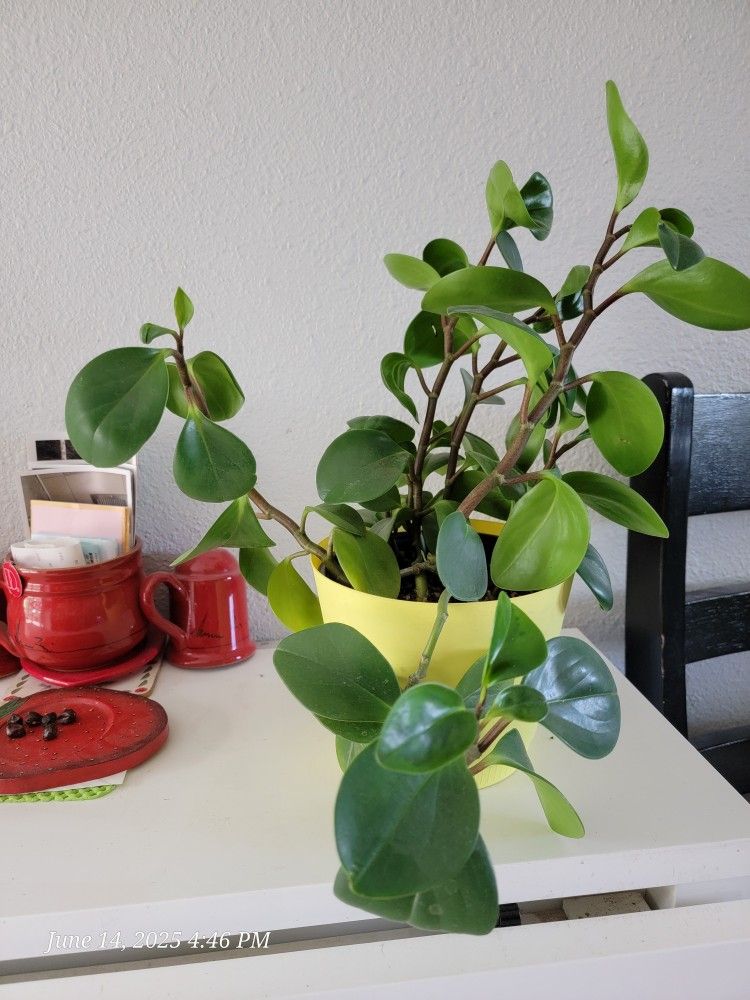 Peperomia Obtusifolia Plant