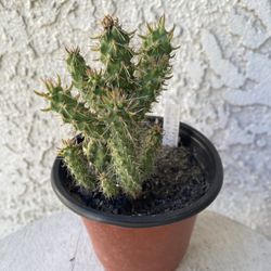  4 Inch Pot Cactus Plant - California Native - Many Fingers - Cylindropuntia Imbricata - Candelabrum Cactus - Drought Resistant -🌵