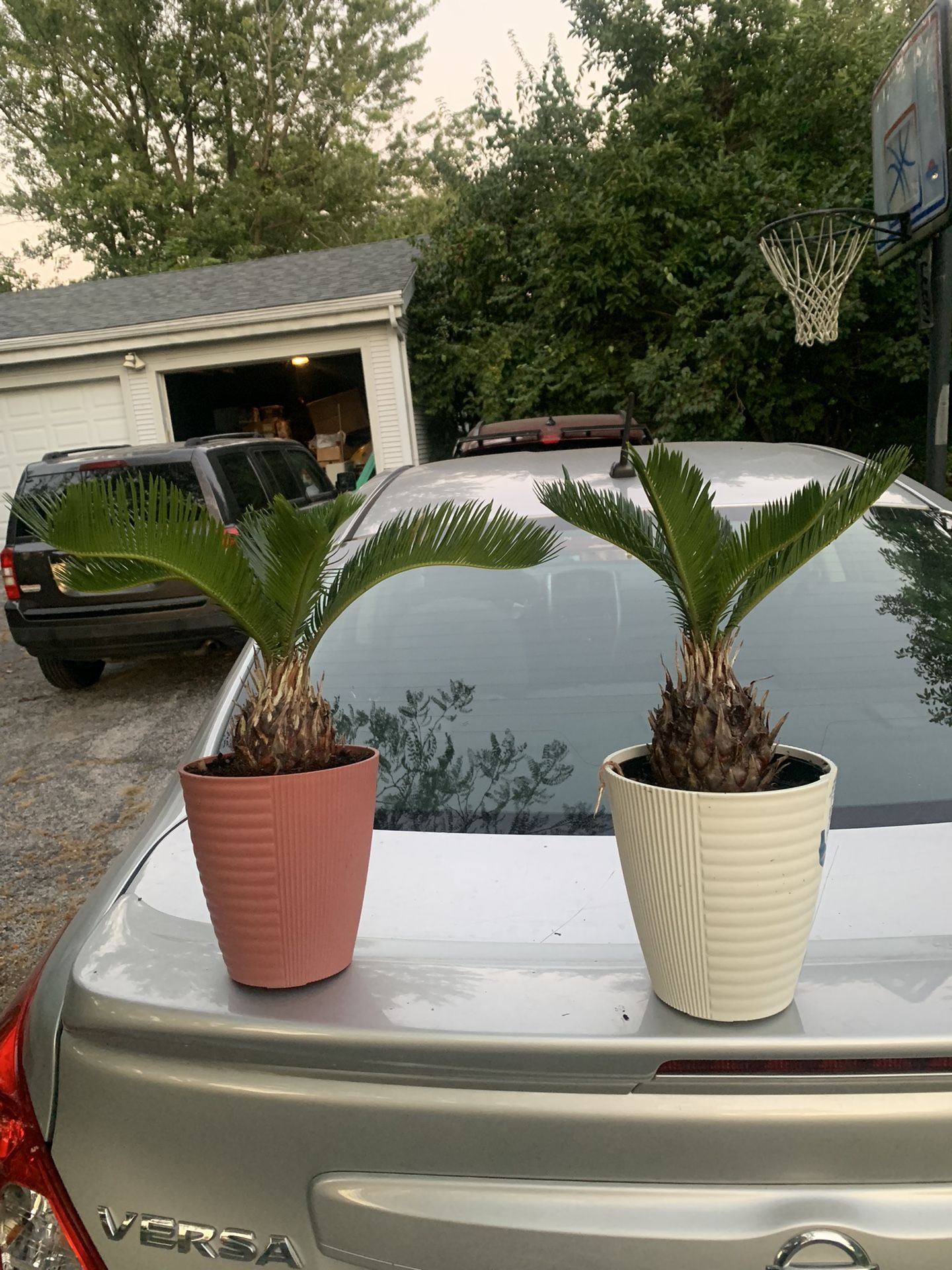 King Sago Palm Tree Plants!! $30 Each!!