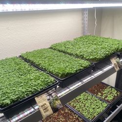Microgreen Sprouts $8 For 3 oz. or $30 Whole Tray 10x20in.