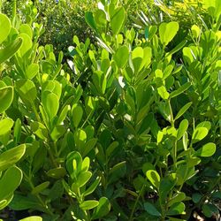 Clusia Privacy Hedge Plants 7gl 4.5ft $23💚🏡