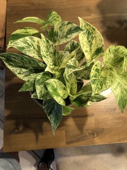 Marble Queen Pothos! In 6inch pot!