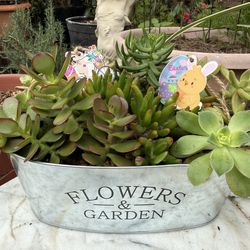 Easter succulents- perfect gift!