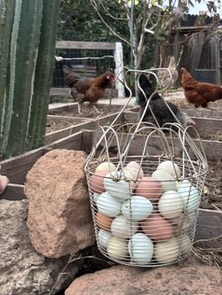 Fertile Eggs, 20 A Dozen Easter Eggs And Olive Beggars