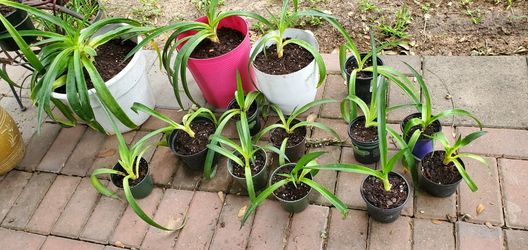 Plants