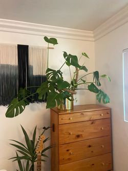 Large Monstera Deliciosa – Live Plant (pot not included)