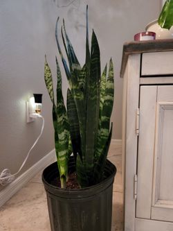Large Snake Plant