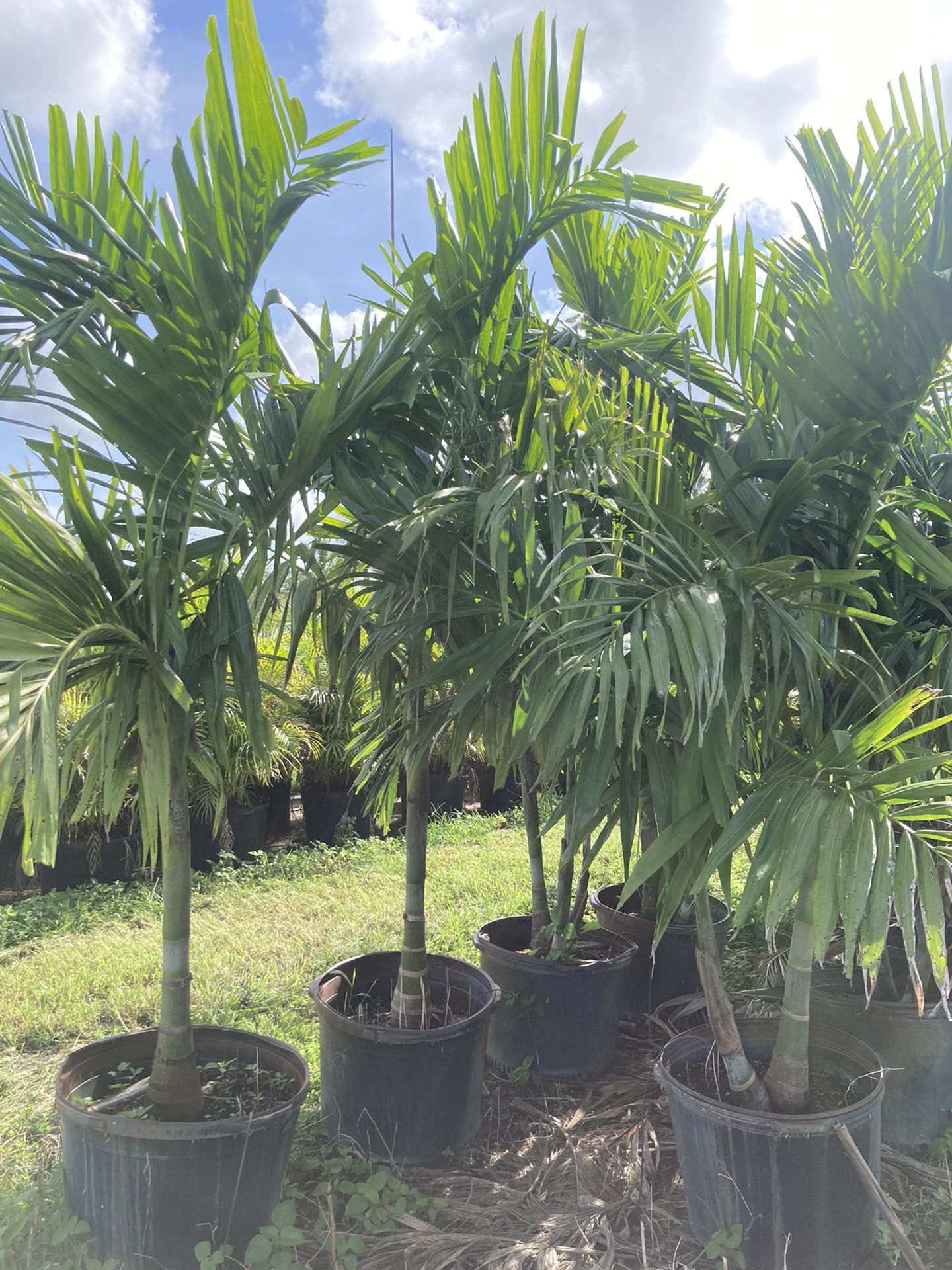 Alexander Palm Trees 🌴
