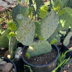 Cactus Nopales 