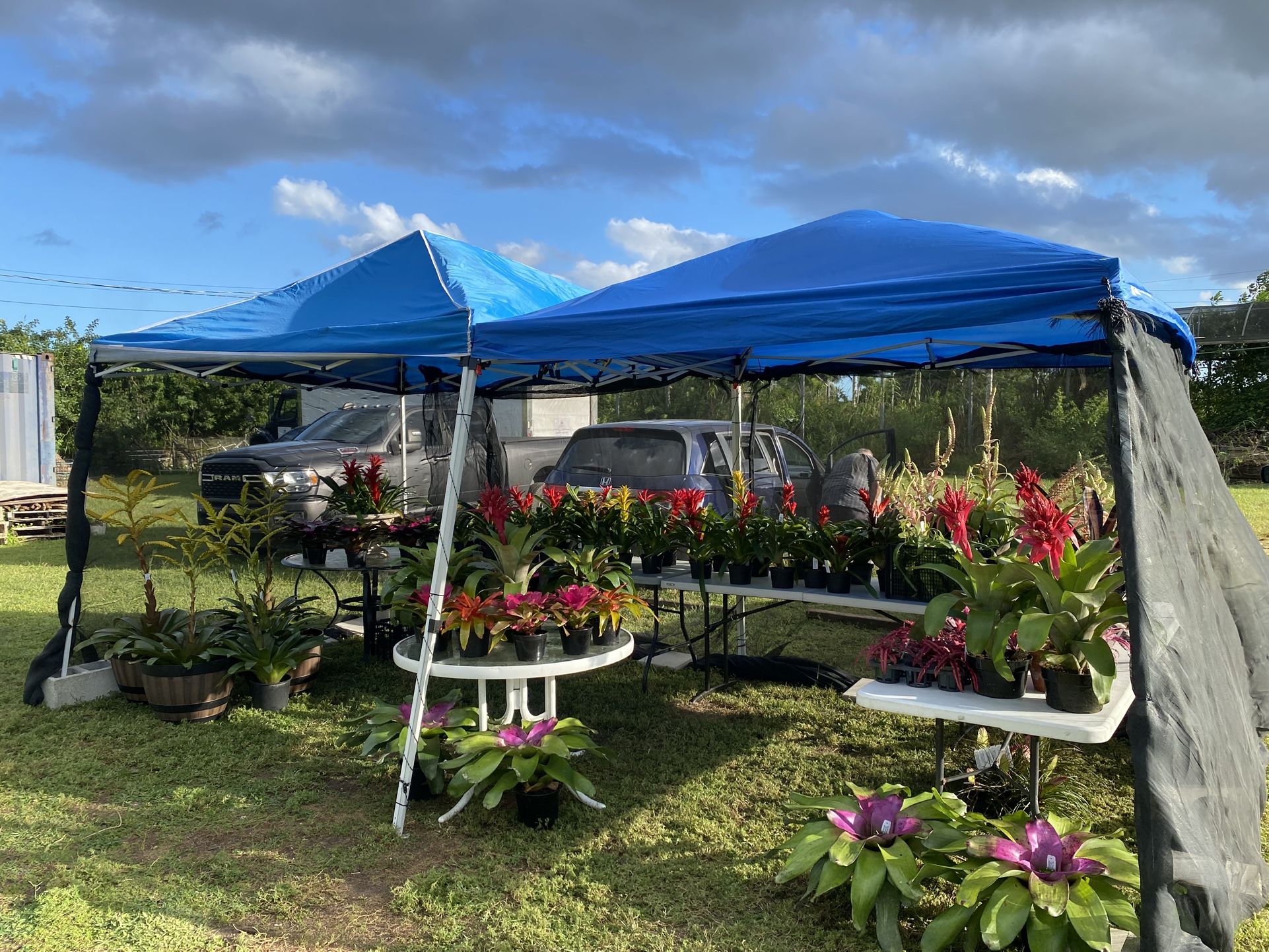 Plant Tent Sale Event