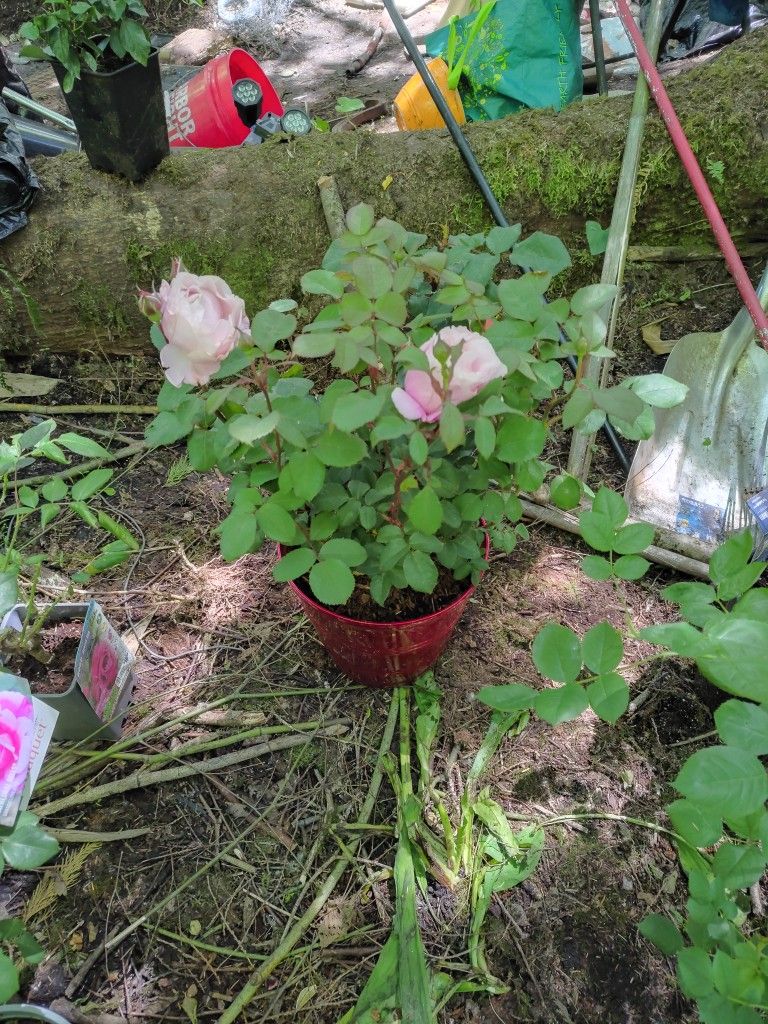 Cathedral Bells Rose
