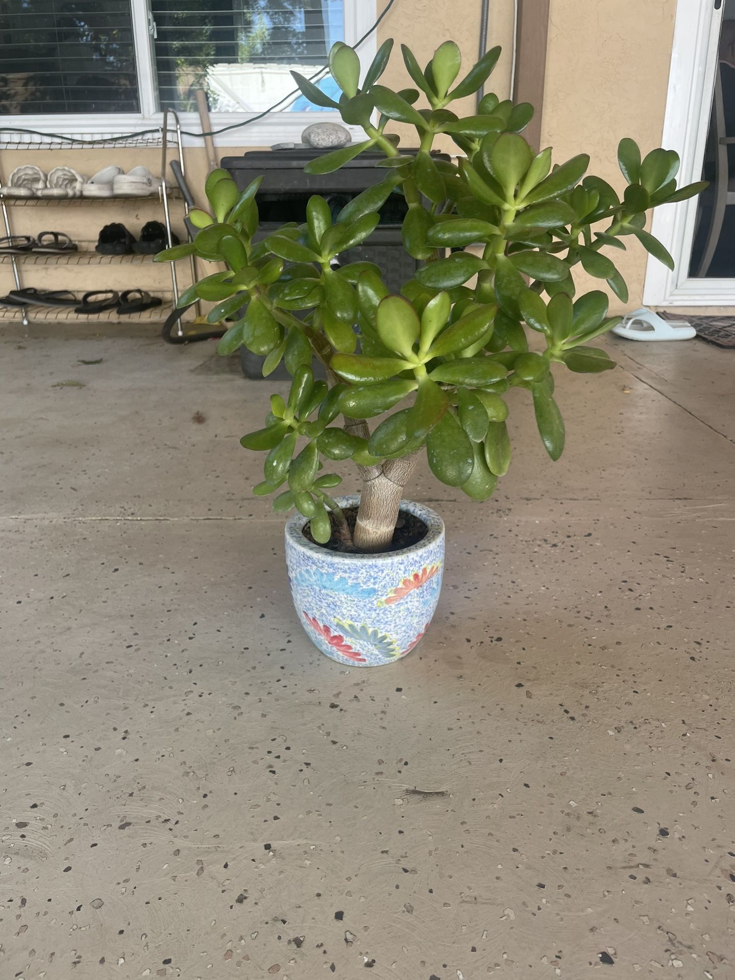 Jade Plant In Ceramic Pot