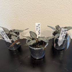 Dark Mystery Pilea Plant Starts 