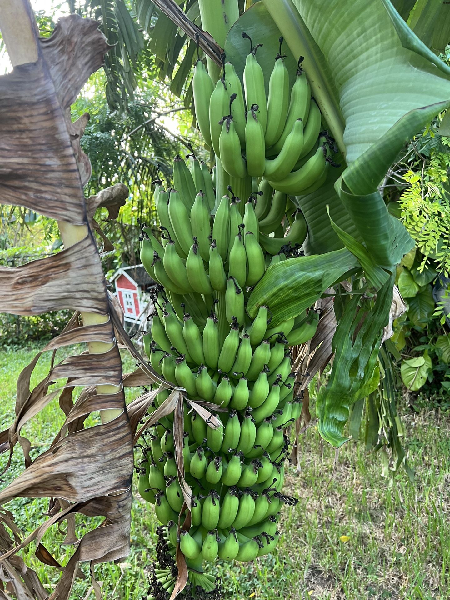 Banana Plant For Sale. Veriety Is High Noon (Sh3640) for Sale in