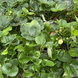 Strawberry Plants 