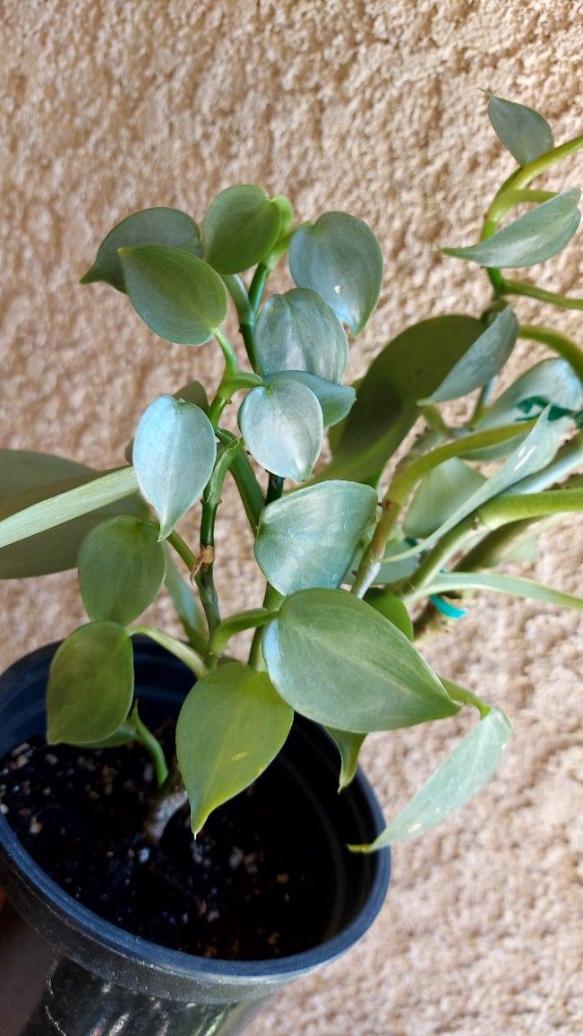 CLEARANCE SALES "Philodendron Silver Sword " Plant $15
