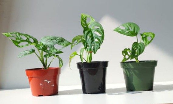 Wide Leaf Monstera Adansonii Plant/ Swiss Cheese Monstera Plant/ House Plant/ Indoor Plant Flower Patio Garden