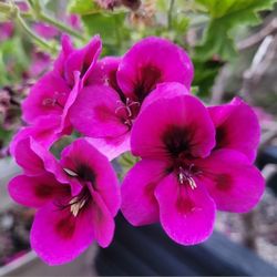 Geranium Flower Plant in 1 gal black nursery pot
